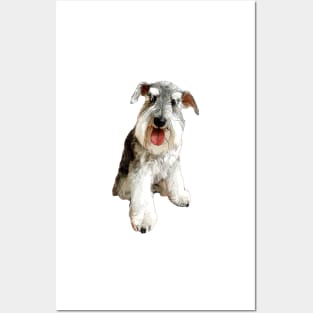 Mini Schnauzer Super Cute Dog! Posters and Art